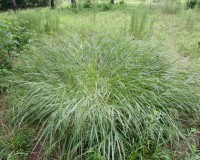 panicum virgatum.jpg